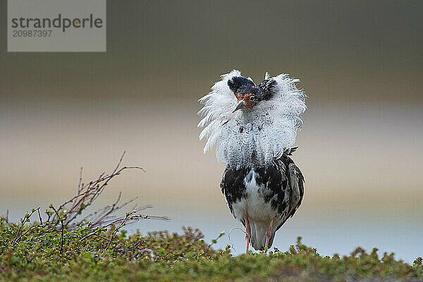 Ruff (Philomachus pugnax)  male  courtshiping  North Norway  Varanger  Norway  Europe