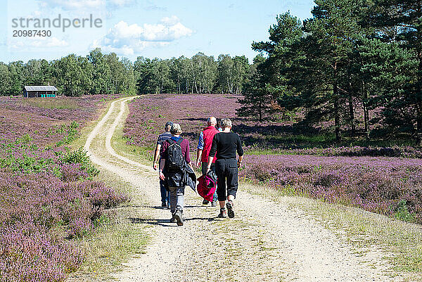 Hiking group in the Lüneburg Heath  Lower Saxony  Germany  Europe