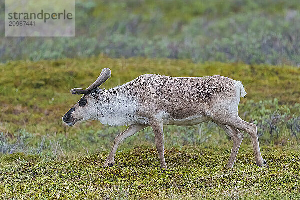 Reindeer (Rangifer tarandus) runs in Tundra  Finnmark  Norway  Europe