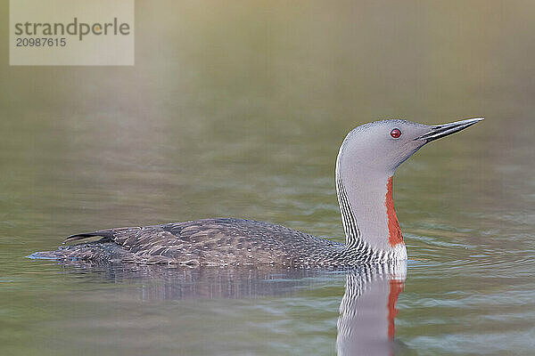 Red-throated diver (Gavia stellata) swims in the water  Dalarna  Sweden  Europe