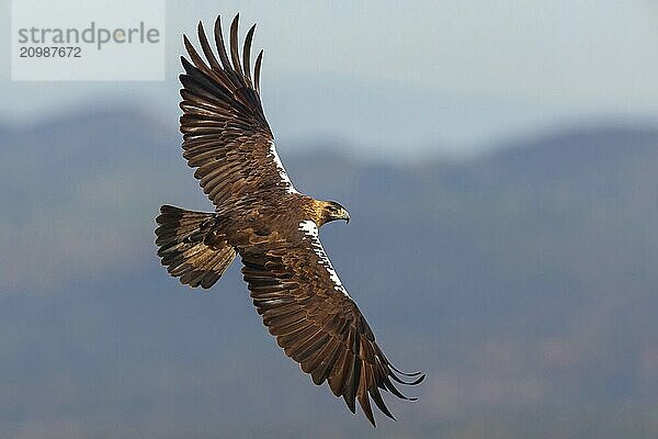 Spanish imperial eagle (Aquila adalberti)  El Millaron Imperial Eagle Hid  Salorino  Extremadura Caceres  Spain  Europe