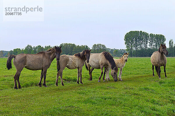 A small Dülmen family with dun foal stands on the change and has the photographer firmly in view  Wildbahn Merfelder Bruch  Dülmen  North Rhine-Westphalia  Germany  Europe