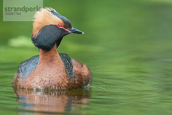 Horned Grebe (Podiceps auritus) swims in water  Västergotland  Sweden  Europe