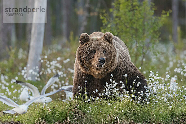 Brown bear (Ursus arctos) in the swamp with Cottongrass (Eriophorum) - Karelia  Finland  Europe