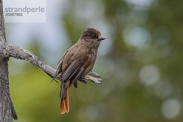 Siberian jay (Perisoreus infaustus) sits on a branch  Lapland  Sweden  Europe