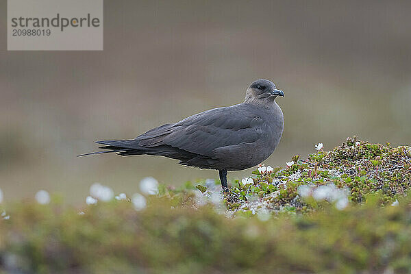 Arctic Skua (Stercorarius parasiticus)  Varanger  Finnmark  Norway  Europe