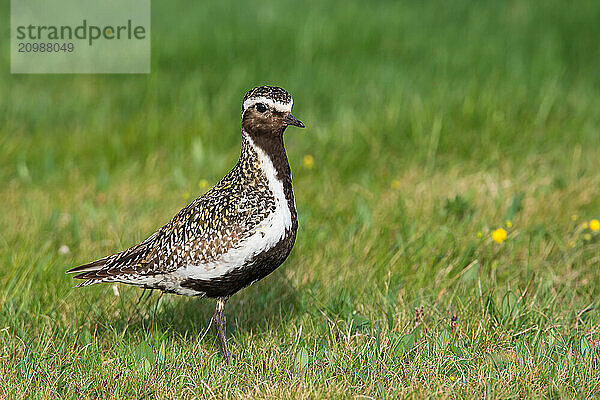 European golden plover (Pluvialis apricaria) sits in meadow  Northern Norway  Norway  Europe