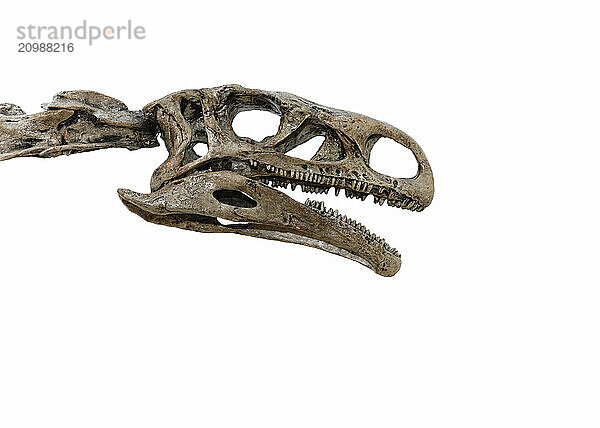 Head of a dinosaur skeleton isolated on white background