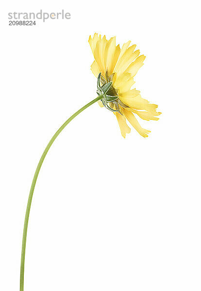 Yellow Cosmos sulphureus flower closeup. Sulphur Cosmos isolated on white