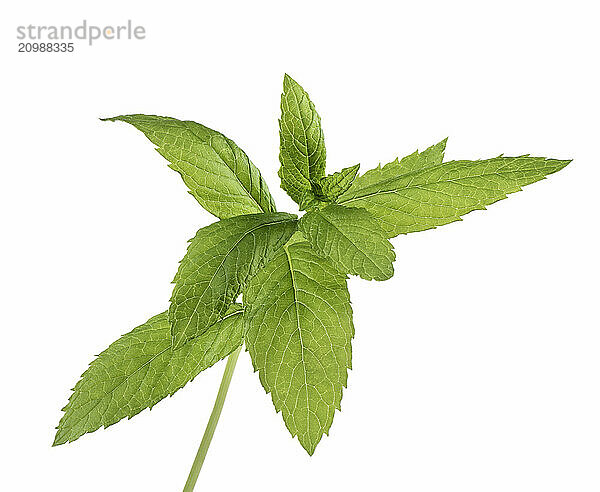 Peppermint plant green leaves closeup. Mint isolated on white