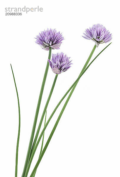 Artistic closeup of chives (Allium schoenoprasum) plant  purple flowers on green stalks. Isolated on white