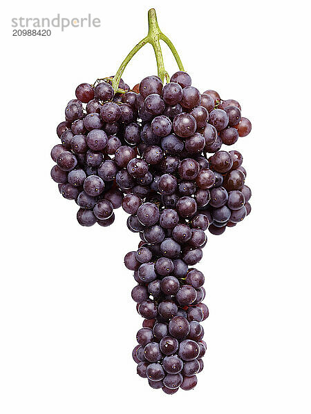 Black Corinth grapes cluster  Champagne grapes isolated on white background