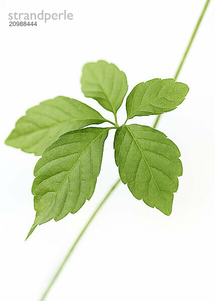 Jiaogulan (Gynostemma pentaphyllum)  Jiao Gu Lan  closeup green plant leaves isolated on white