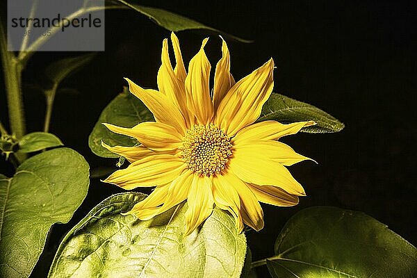 Yellow sunflower on black background