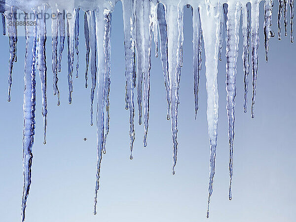 Melting icicles isolated on light blue background