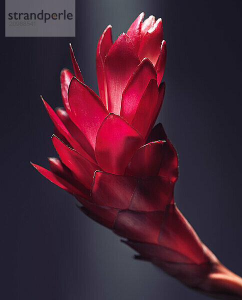 Artistic closeup of Red Ginger (Alpinia Purpurata) bright red exotic tropical flower isolated on dark background