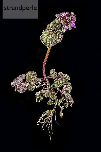 Whole deadnettle with flowers  leaves and roots cropped on black