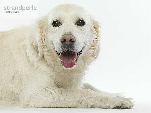 Studio portrait of a Golder retriever isolated on white background