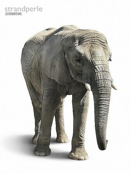 African elephant isolated on white background with a clipping path