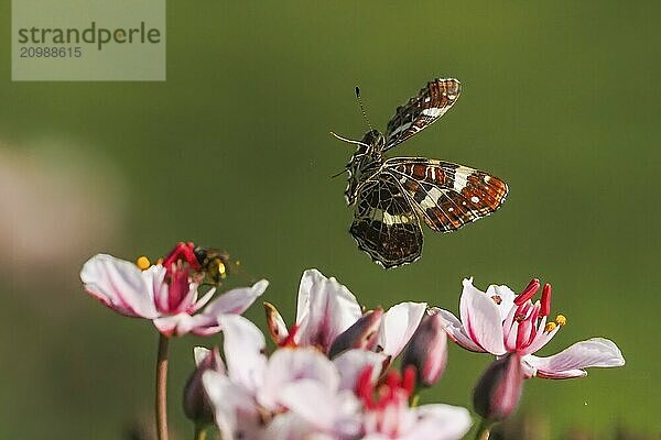 A map butterfly (Araschnia levana) flies over flowers of the flowering rush (Butomus umbellatus)  green background  close-up  Hesse  Germany  Europe