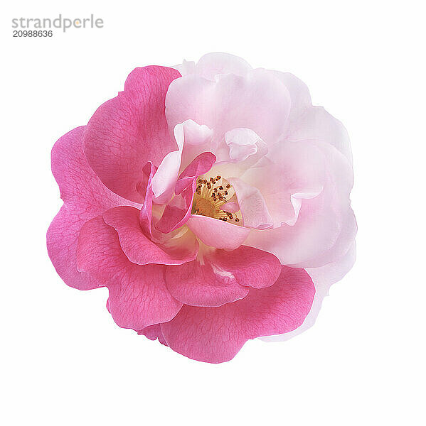 Half pink half white Damask Rose bi-color sporting flower isolated on white