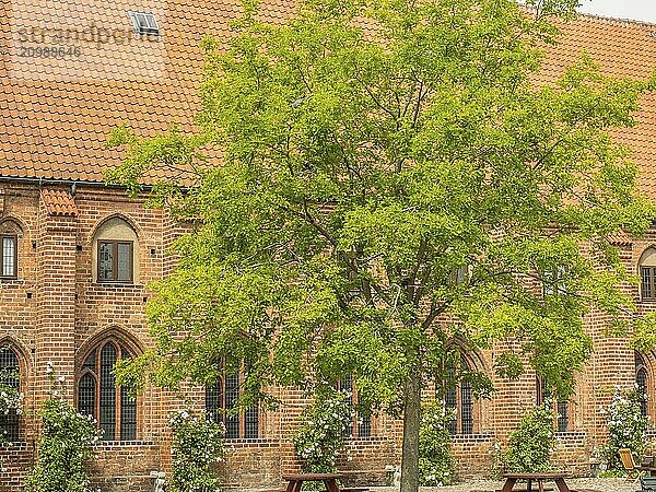 Historic brick building with windows  rose bushes and benches under a large tree  ystad  sweden  baltic sea  scandinavia