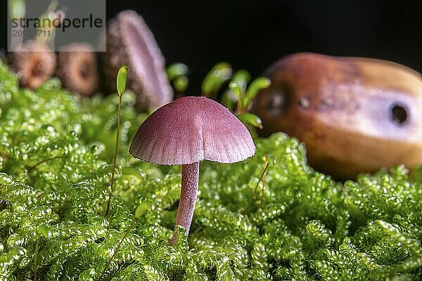 Small Amethyst Deceiver in the moss on the forest floor against a dark background