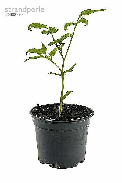 Young tomato plant in a flower pot cropped on white