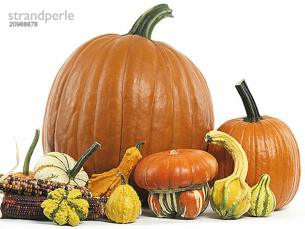 Pumpkins and gourds still life isolated on white background