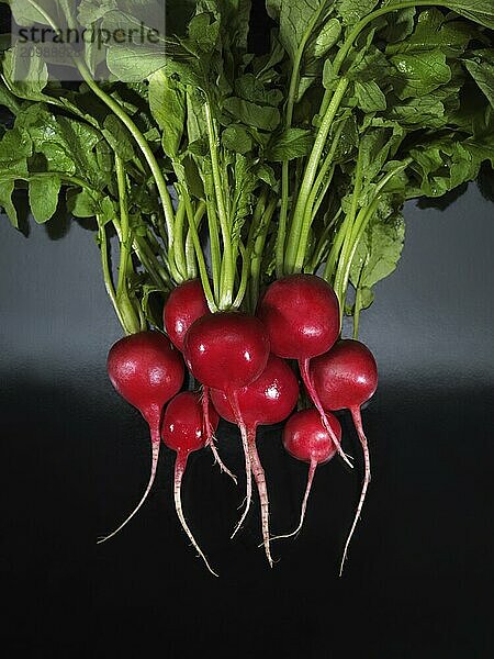 Bunch of fresh radish  artistic food still life isolated on black background