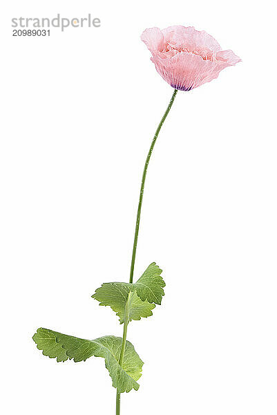 Pink Poppy flower on a stem with green leaves. Opium Poppy isolated on white