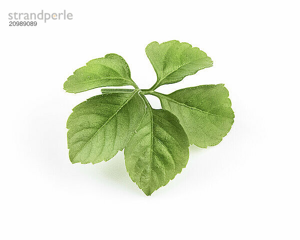 Jiaogulan (Gynostemma pentaphyllum) green leaves isolated on white background.