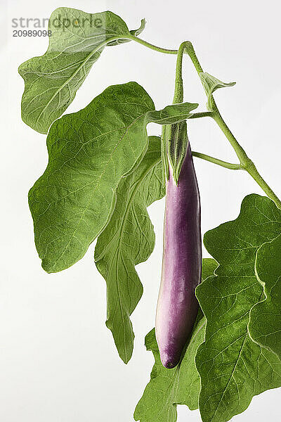 Ripe purple asian eggplant fruit on a plant with green leaves isolated on white