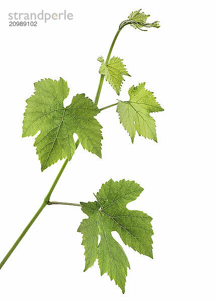 Grape vine. Closeup of green plant leaves isolated on white