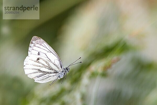 Flying white butterfly against a blurred green background with text space