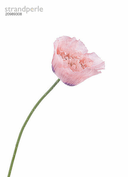 Pink Peony Poppy  closeup of a flower with light pink petals isolated on white