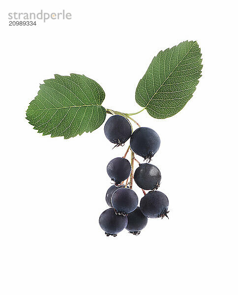 Closeup of Saskatoon berries or serviceberries with leaves isolated on white