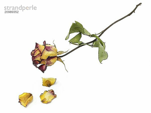 Yellow-red rose with withered leaves cropped on white