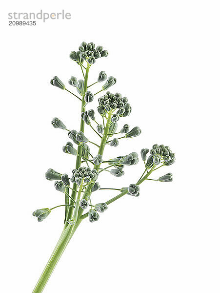 Artistic closeup of broccoli florets on a stem isolated on white