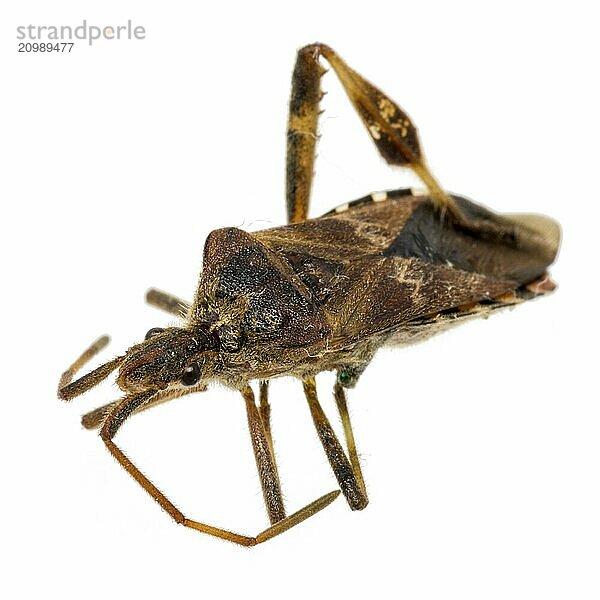 Close-up of a dead bug cropped on white