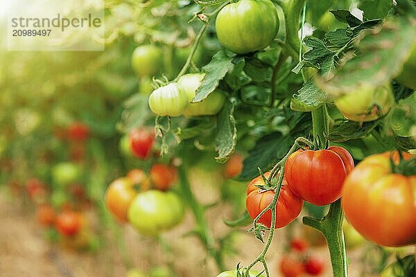 Closeup view on plantation of beautiful  delicious green and red ripe tomatoes grown in polycarbonate greenhouse on blurred background. Tomato hanging on the vine of plant. Horticulture. Vegetables