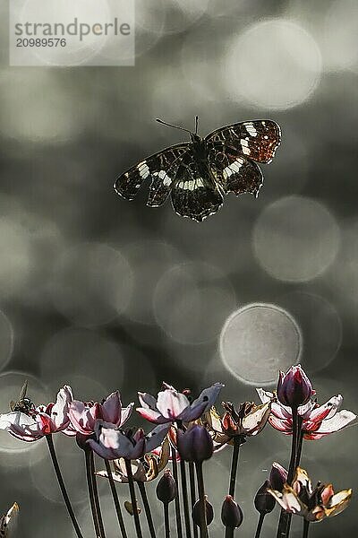 A map butterfly (Araschnia levana) flies over blooming flowers  surrounded by blurred light reflections and a soft bokeh  Hesse  Germany  Europe