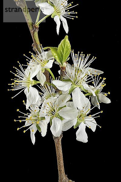 Close-up of a branch of the plum tree with blossoms  buds and leaves cropped to black