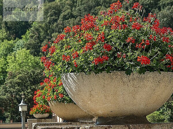 A large flower pot with red flowers on a stone wall against a green background  montserrat  spain