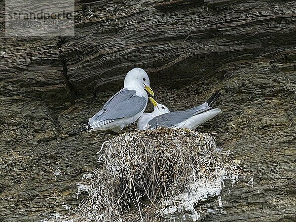 Black-legged kittiwake (Rissa tridactyla)  breeding pair at nest in breeding colony  on coastal cliffs of Arctic Ocean  May  Varanger Fjord  Norway  Europe