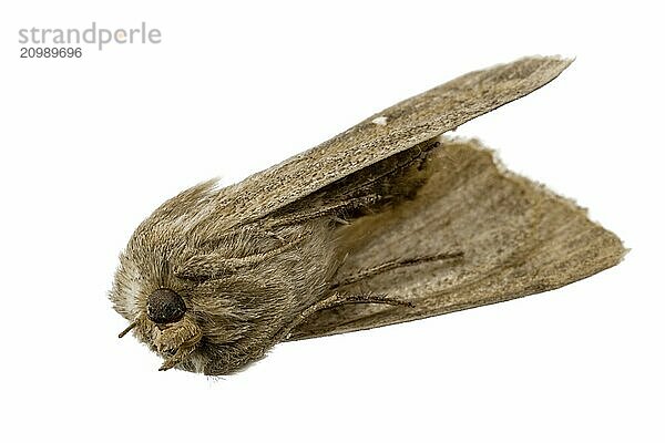 Dead brown moth lies on its back with its feet drawn up  cropped on white