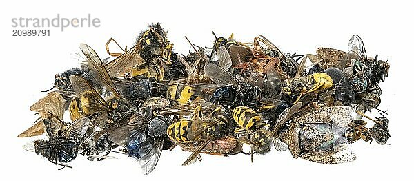 Many different dead insects lying in a pile. Released on white