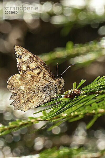 Small brown butterfly sits on a fir branch in front of a blurred brown background with text space