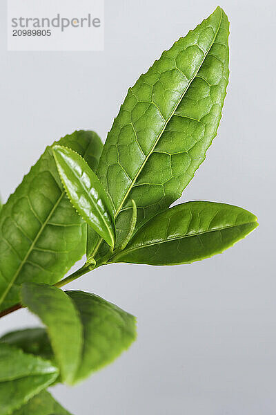 Young green leaves of  tea (Camellia sinensis) plant. Isolated on white