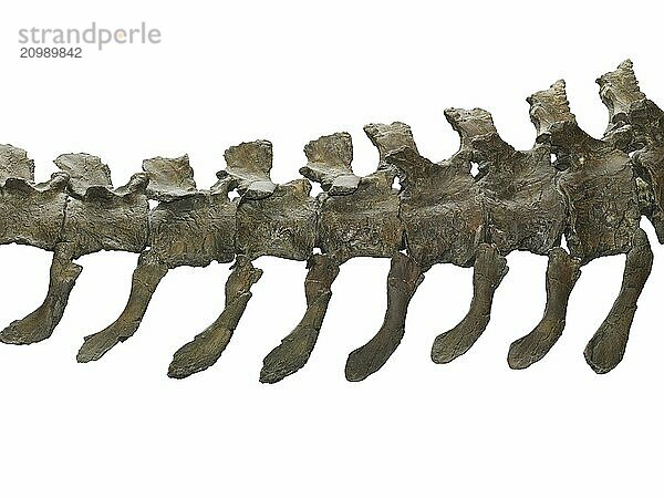 Brachiosaurus dinosaur caudal tail vertebrae isolated with clipping path on white background